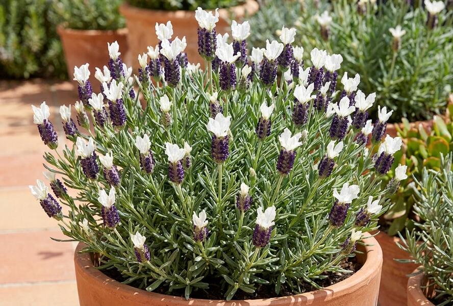 Levandule korunkatá 'Lamorosia Grande Blue&White' - Lavandula stoechas 'Lamorosia Grande Blue&White'