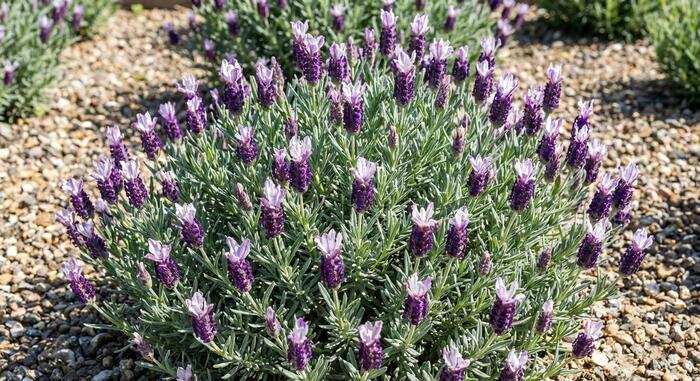 Levandule korunkatá 'Lovendula Compact Silver Bicolor' - Lavandula stoechas 'Lovendula Compact Silver Bicolor'