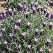Levandule korunkatá 'Lovendula Compact Silver Bicolor' - Lavandula stoechas 'Lovendula Compact Silver Bicolor'