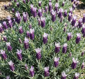 Levandule korunkatá 'Lovendula Compact Silver Bicolor'