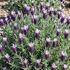 Lavandula stoechas 'Lovendula Compact Silver Bicolor'.jpeg