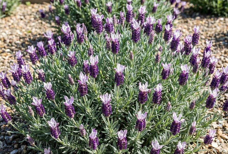 Levandule korunkatá 'Lovendula Compact Silver Bicolor' - Lavandula stoechas 'Lovendula Compact Silver Bicolor'