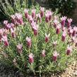 Levandule korunkatá 'Lovendula Light Pink' - Lavandula stoechas 'Lovendula Light Pink'