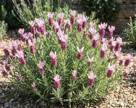 Levandule korunkatá 'Lovendula Light Pink'