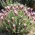 Lavandula stoechas 'Lovendula Light Pink'.jpeg