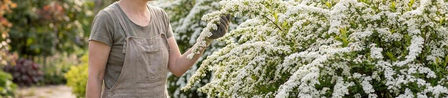 Tyto keře stříhejte po odkvětu