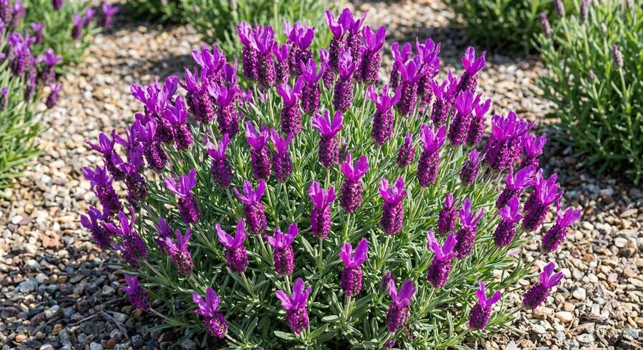Levandule korunkatá 'Lovendula Neon Purple' - Lavandula stoechas 'Lovendula Neon Purple'
