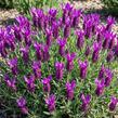 Levandule korunkatá 'Lovendula Neon Purple' - Lavandula stoechas 'Lovendula Neon Purple'
