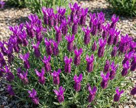 Levandule korunkatá 'Lovendula Neon Purple'