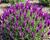 Levandule korunkatá 'Lovendula Neon Purple'