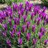 Lavandula stoechas 'Lovendula Neon Purple'.jpeg