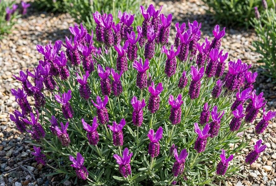 Levandule korunkatá 'Lovendula Neon Purple' - Lavandula stoechas 'Lovendula Neon Purple'