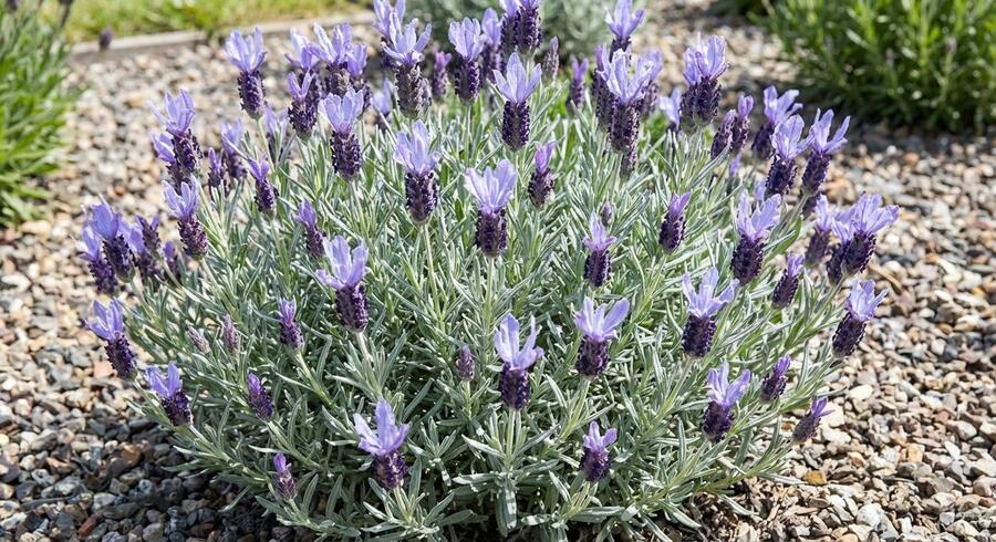 Levandule korunkatá 'Lovendula Silver Blue' - Lavandula stoechas 'Lovendula Silver Blue'