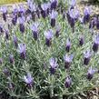 Levandule korunkatá 'Lovendula Silver Blue' - Lavandula stoechas 'Lovendula Silver Blue'