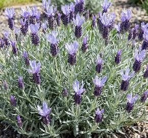 Levandule korunkatá 'Lovendula Silver Blue'