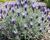 Levandule korunkatá 'Lovendula Silver Blue'