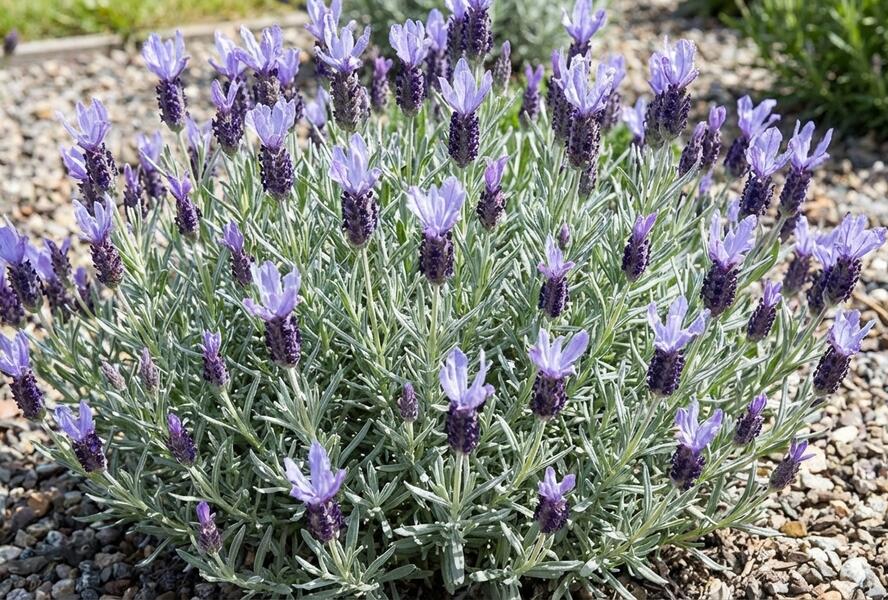 Levandule korunkatá 'Lovendula Silver Blue' - Lavandula stoechas 'Lovendula Silver Blue'