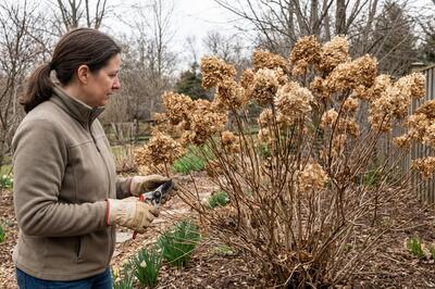 jak stříhat hortenzie