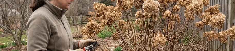 jak stříhat hortenzie