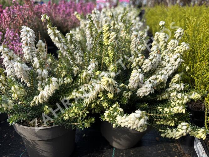 Vřesovec pleťový 'Stefi' - Erica carnea 'Stefi'