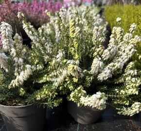 Vřesovec pleťový 'Stefi'