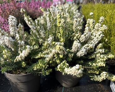 Vřesovec pleťový 'Stefi'