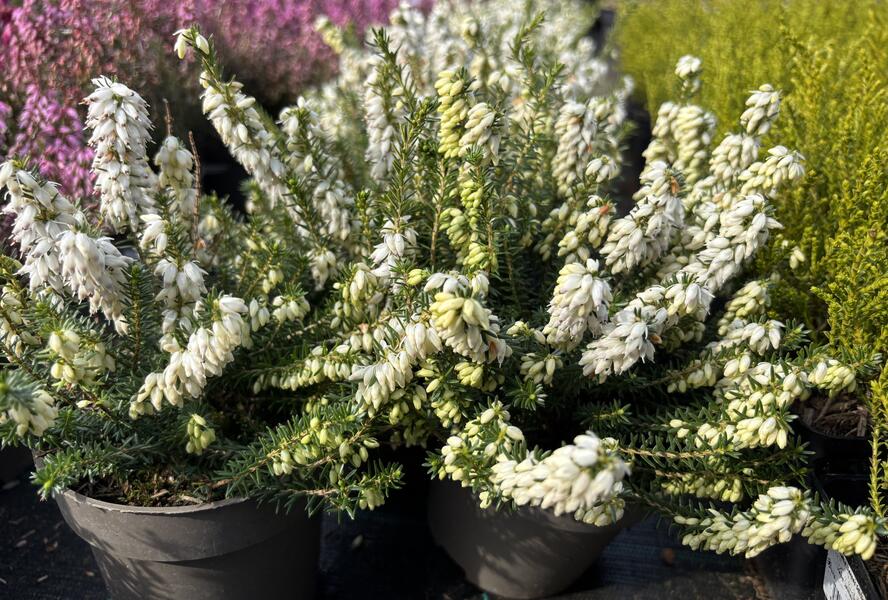 Vřesovec pleťový 'Stefi' - Erica carnea 'Stefi'