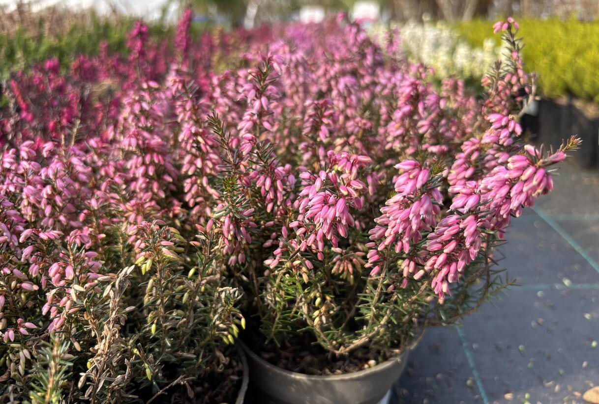 Vřesovec pleťový 'Rosalie' - Erica carnea 'Rosalie'