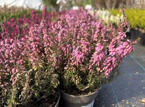Vřesovec pleťový 'Rosalie' - Erica carnea 'Rosalie'