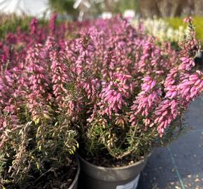 Vřesovec pleťový 'Rosalie'
