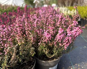 Vřesovec pleťový 'Rosalie'