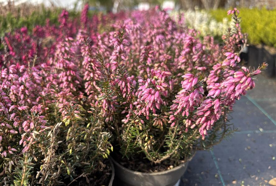 Vřesovec pleťový 'Rosalie' - Erica carnea 'Rosalie'