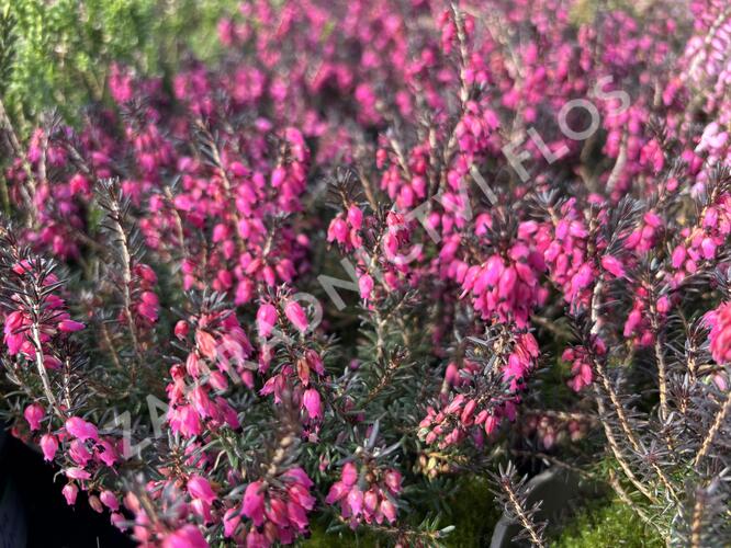 Vřesovec pleťový 'Cornelia' - Erica carnea 'Cornelia'