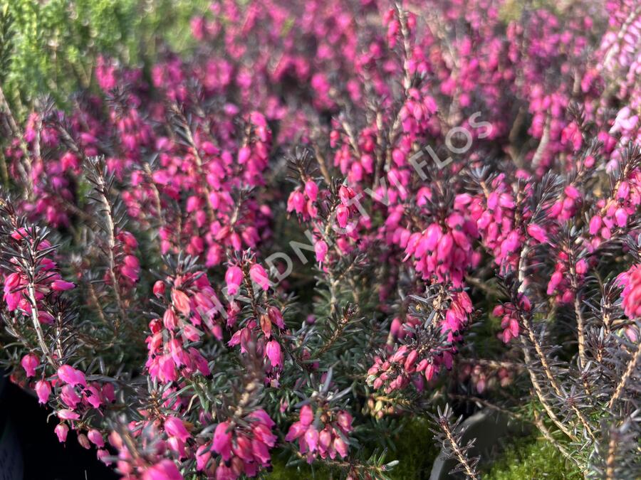 Vřesovec pleťový 'Cornelia' - Erica carnea 'Cornelia'