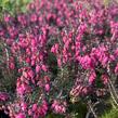 Vřesovec pleťový 'Cornelia' - Erica carnea 'Cornelia'
