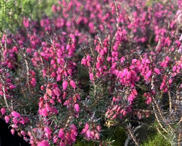 Vřesovec pleťový 'Cornelia'
