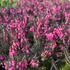 Erica carnea 'Cornelia'.JPG