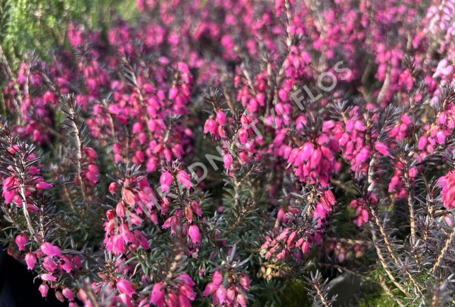 Vřesovec pleťový 'Cornelia' - Erica carnea 'Cornelia'