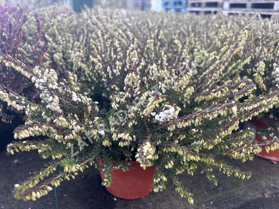 Vřesovec darlejský 'Kramer's White' - Erica darleyensis 'Kramer's White'