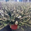 Vřesovec darlejský 'Kramer's White' - Erica darleyensis 'Kramer's White'