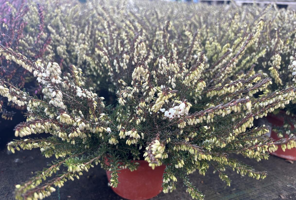 Vřesovec darlejský 'Kramer's White' - Erica darleyensis 'Kramer's White'