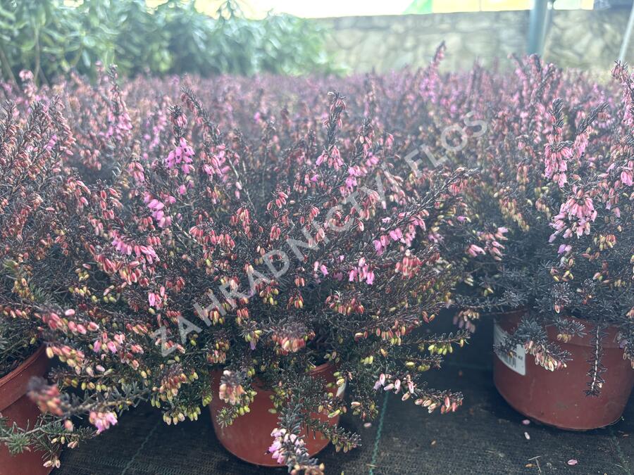 Vřesovec darlejský 'Rubina' - Erica darleyensis 'Rubina'