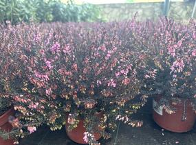 Vřesovec darlejský 'Rubina' - Erica darleyensis 'Rubina'