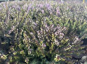 Vřesovec darlejský 'Spring Surprise' - Erica darleyensis 'Spring Surprise'