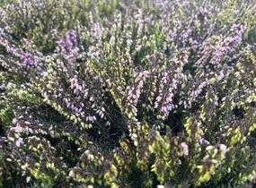 Vřesovec darlejský 'Spring Surprise' - Erica darleyensis 'Spring Surprise'