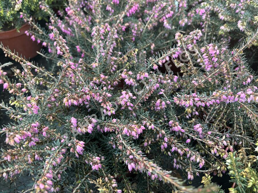 Vřesovec darlejský 'Kramer's Rote' - Erica darleyensis 'Kramer's Rote'