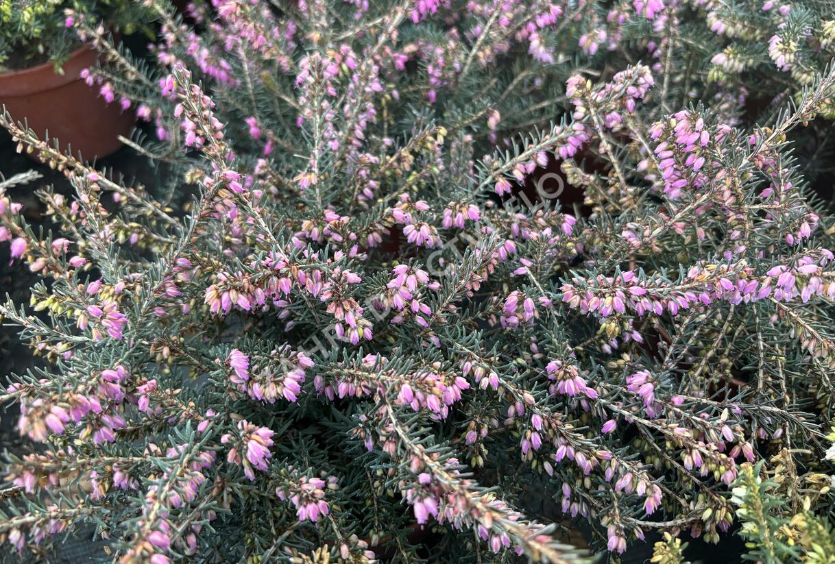 Vřesovec darlejský 'Kramer's Rote' - Erica darleyensis 'Kramer's Rote'