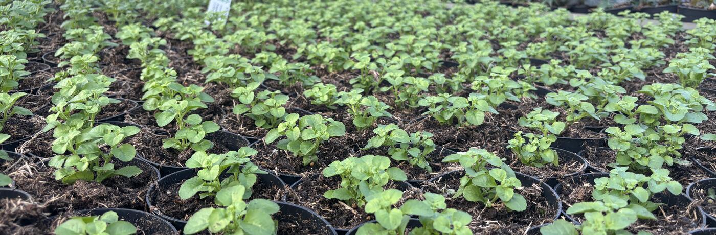 zahradnictvi flos březen 2026