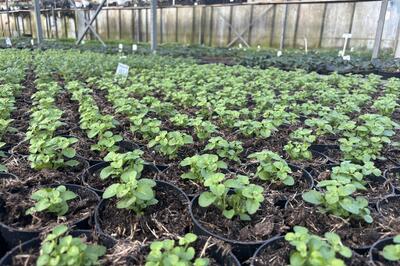 zahradnictvi flos březen 2026