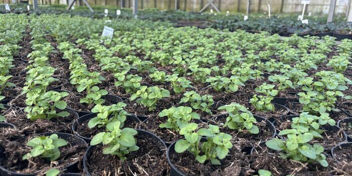 zahradnictvi flos březen 2026